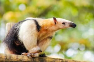 challenge your ANTs anteater